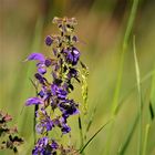 Wiesensalbei