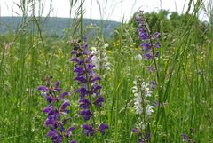 Wiesensalbei