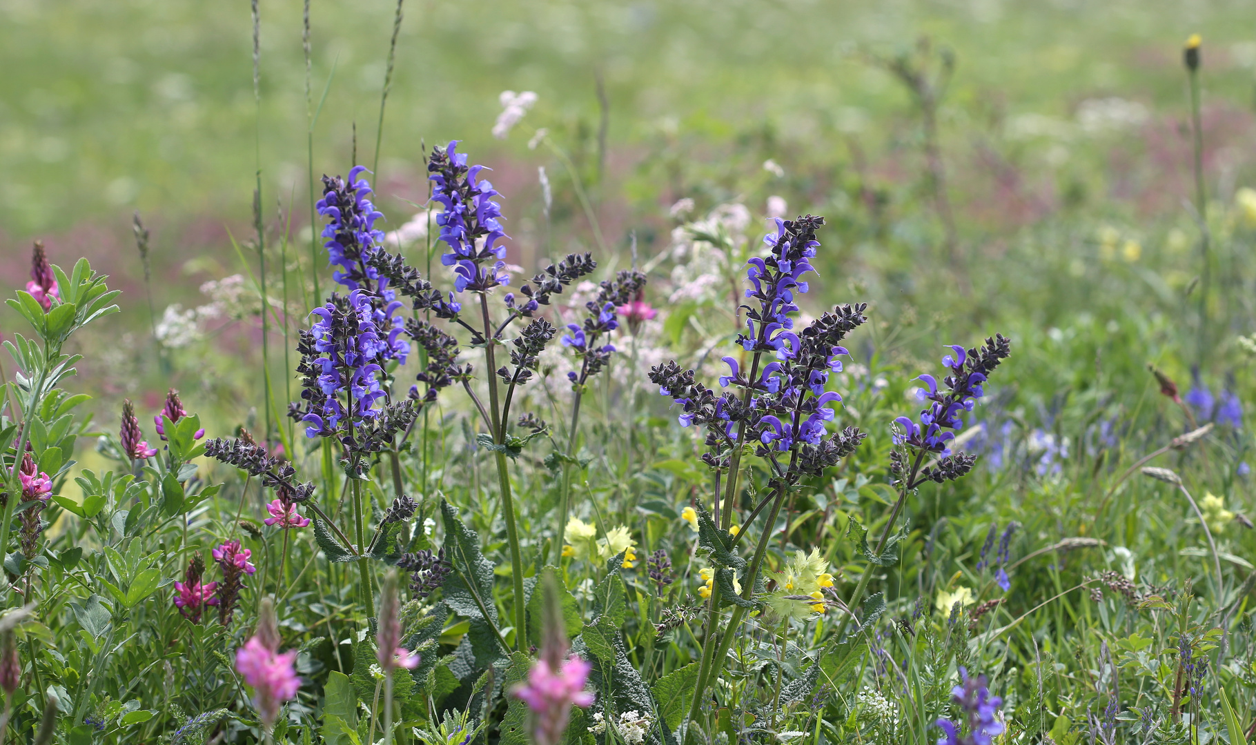 Wiesensalbei 