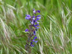 Wiesensalbei