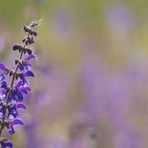 Wiesensalbei