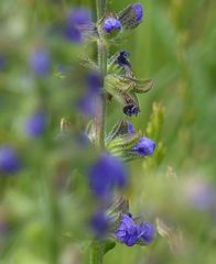 Wiesensalbei