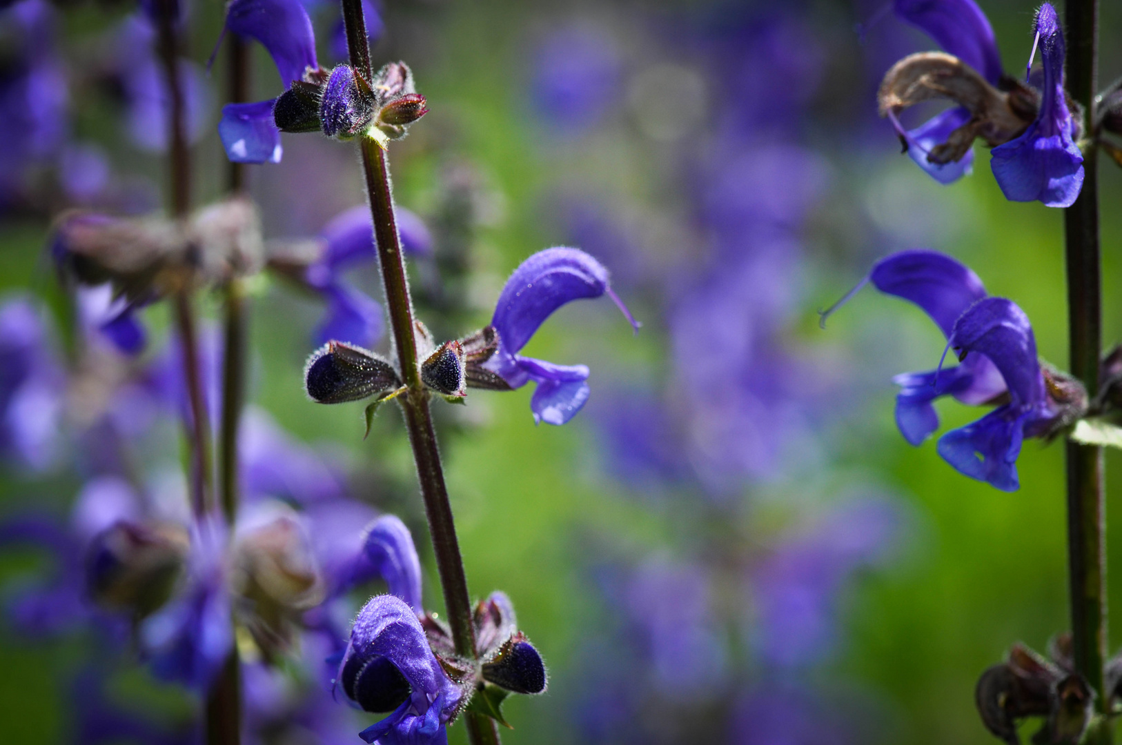 Wiesensalbei