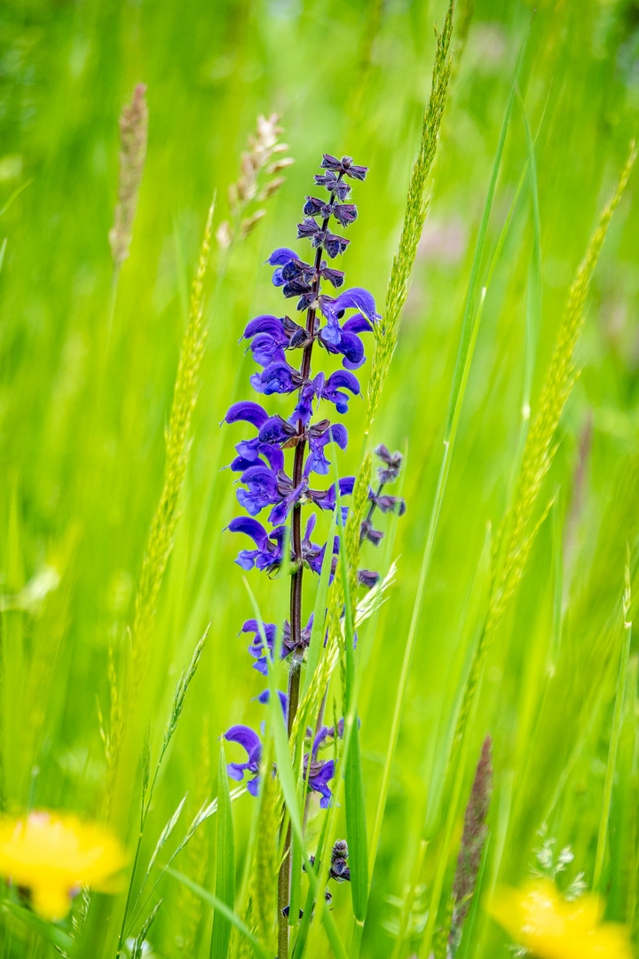 Wiesensalbei