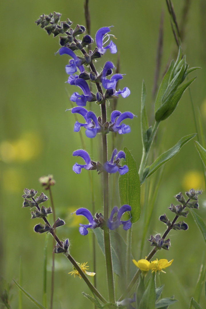 Wiesensalbei