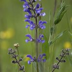 Wiesensalbei