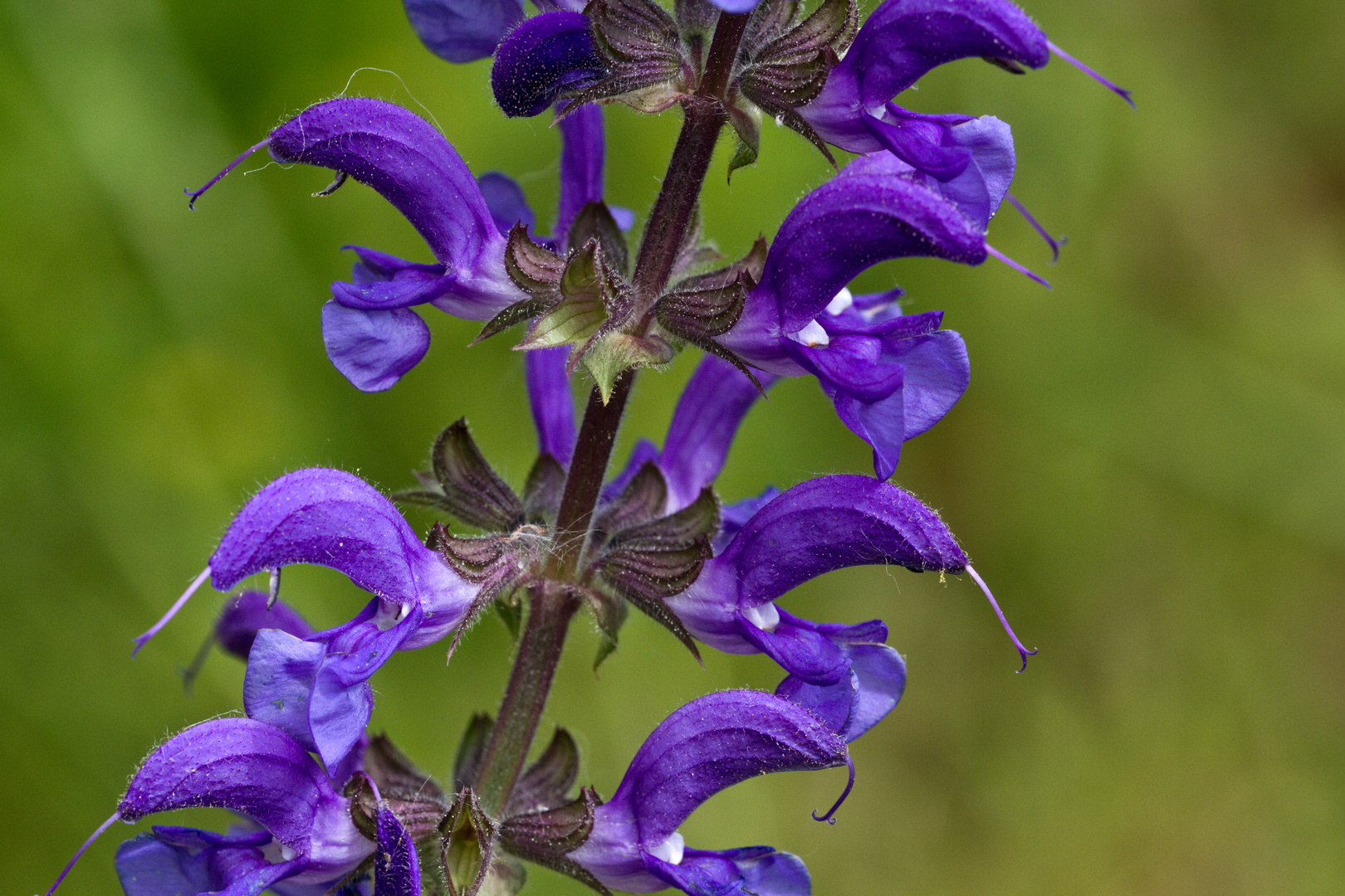 Wiesensalbei