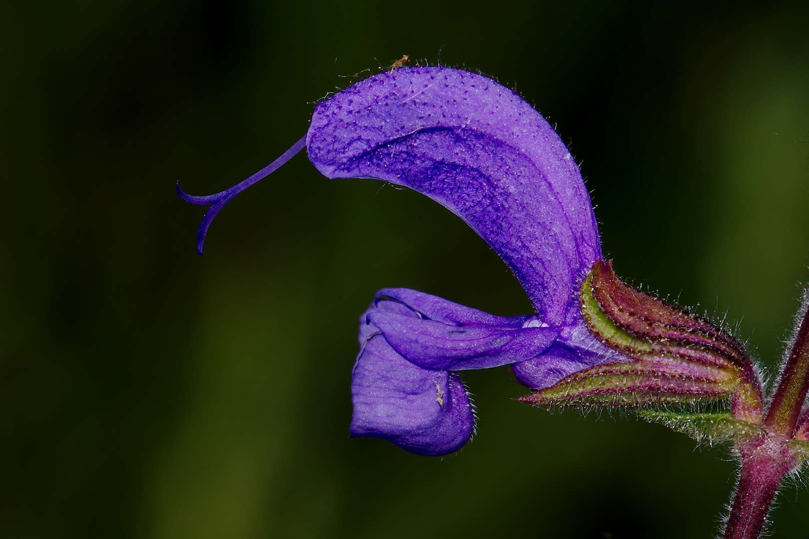 Wiesensalbei