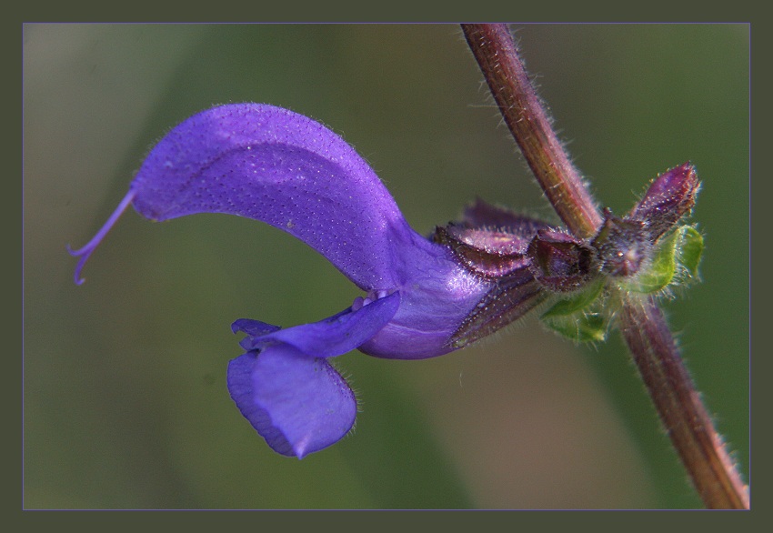 Wiesensalbei