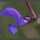 Wiesensalbei