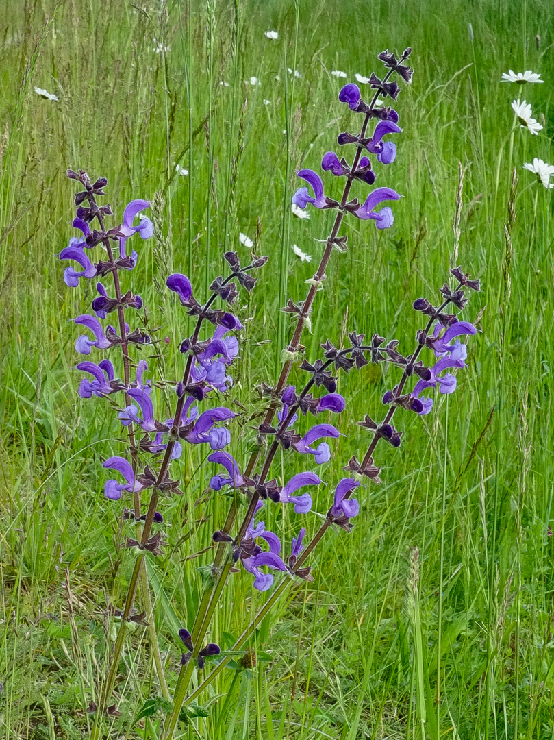 Wiesensalbei