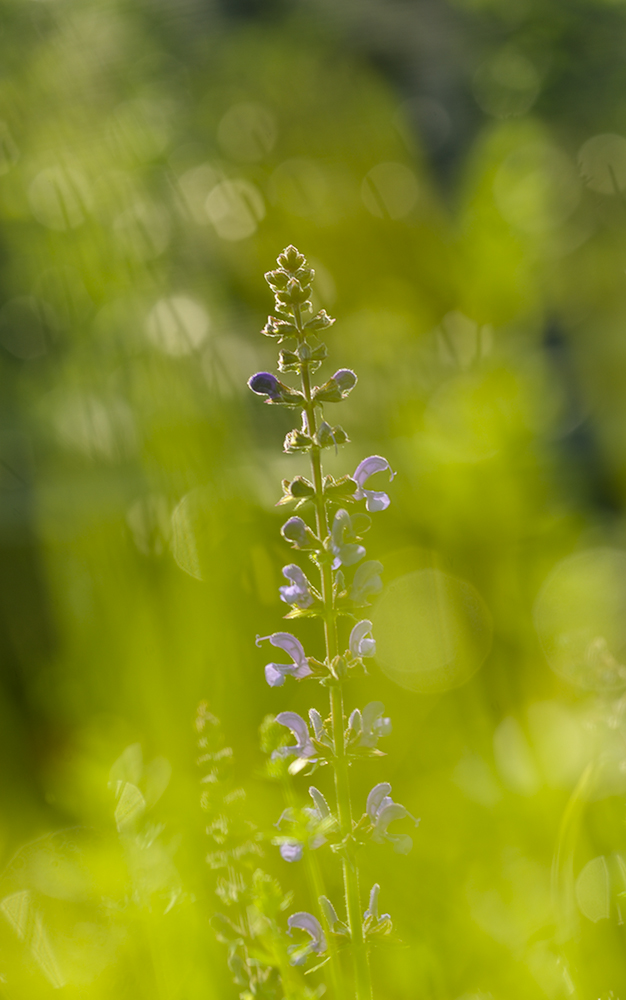 Wiesensalbei