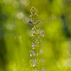 Wiesensalbei