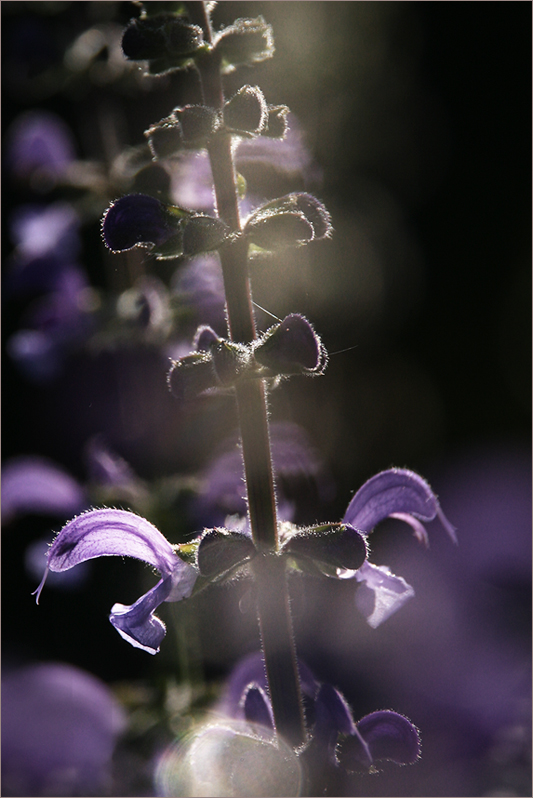 Wiesensalbei