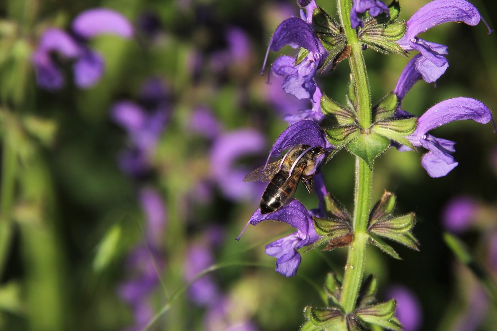 Wiesensalbei