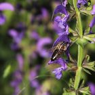 Wiesensalbei