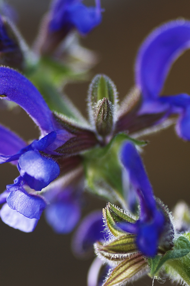 Wiesensalbei