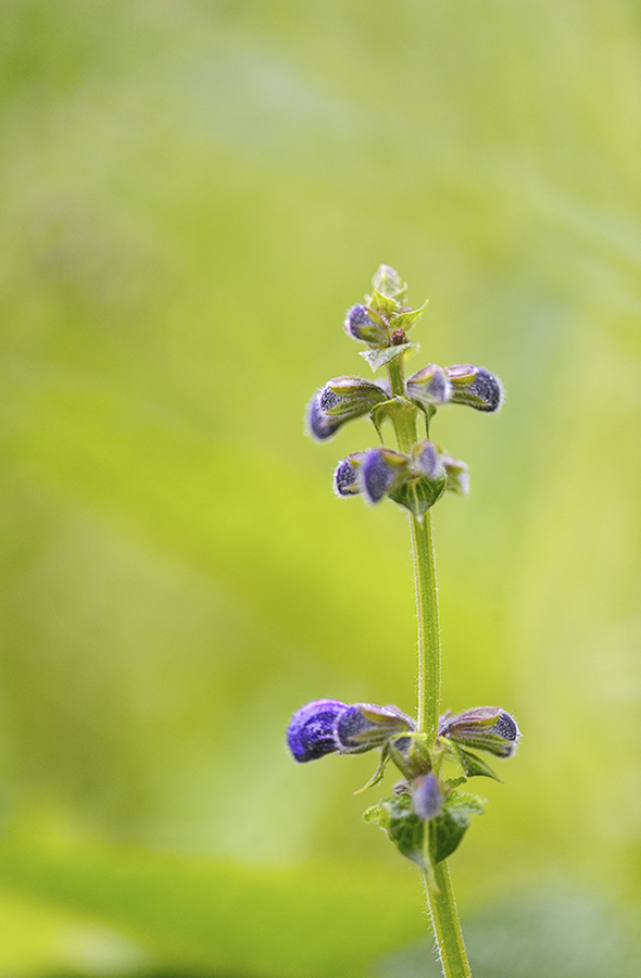 Wiesensalbei