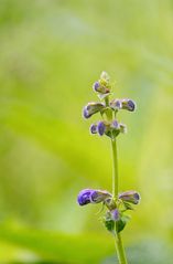 Wiesensalbei