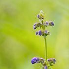 Wiesensalbei