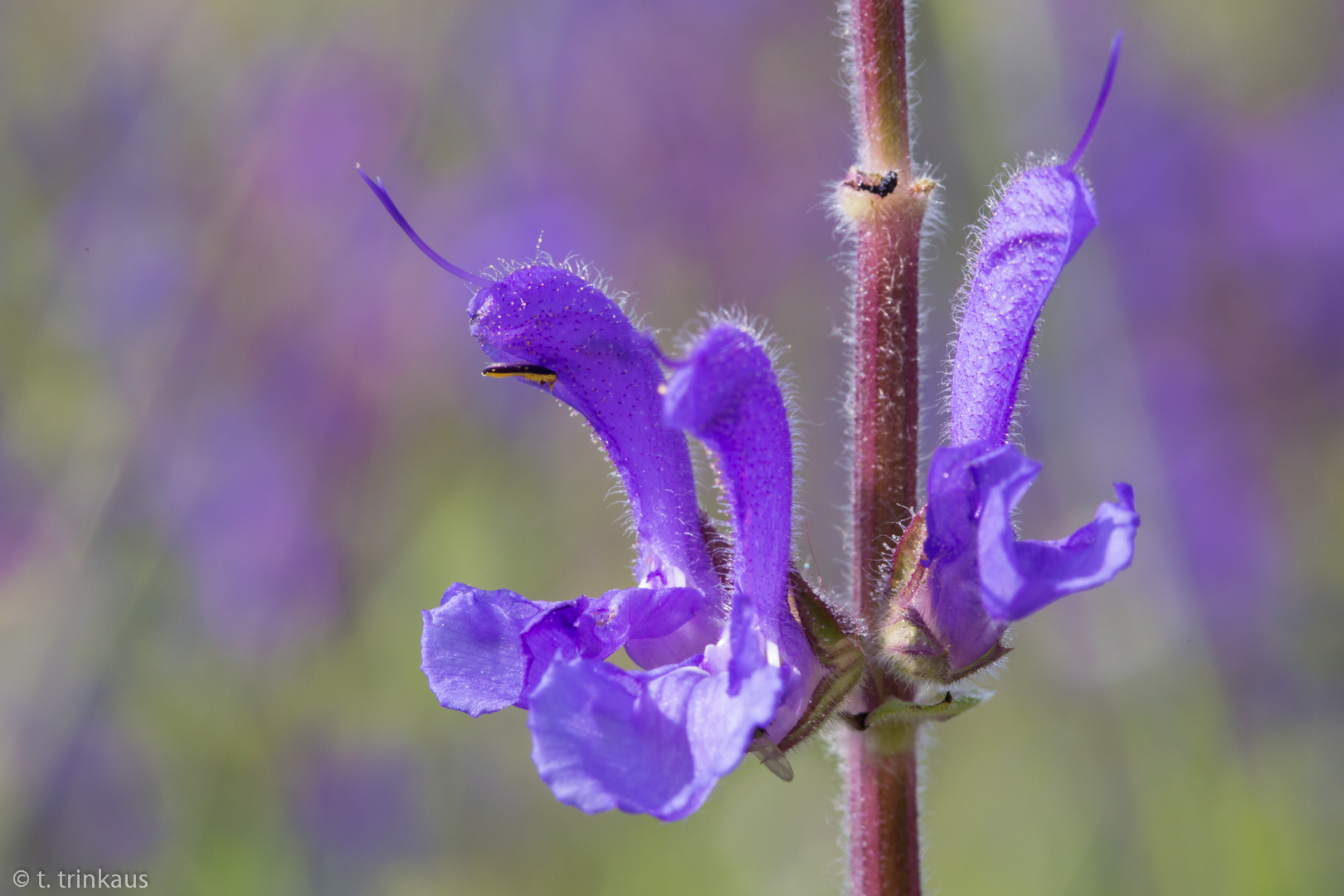 Wiesensalbei