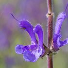 Wiesensalbei