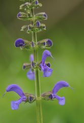 Wiesensalbei