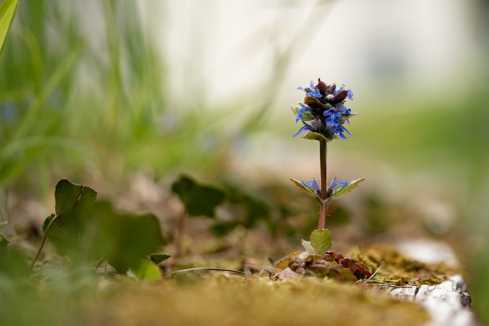 Wiesensalbei