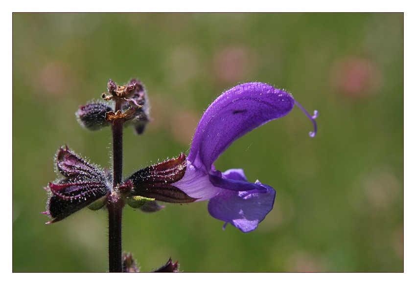 Wiesensalbei