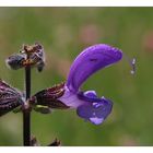 Wiesensalbei