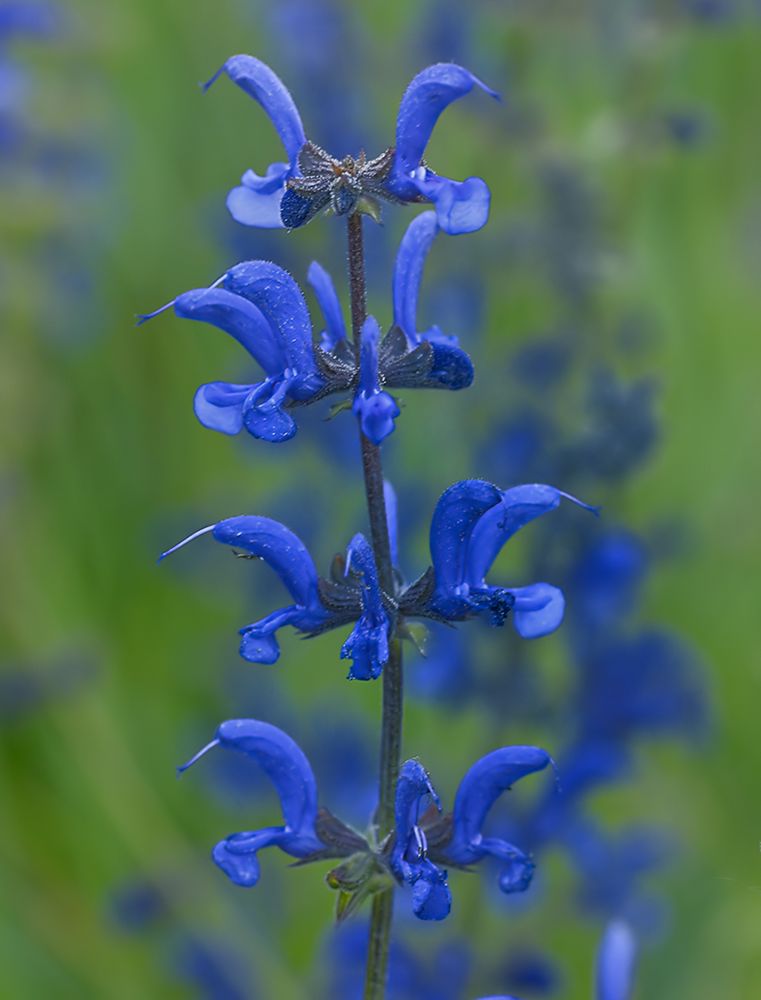 Wiesensalbei