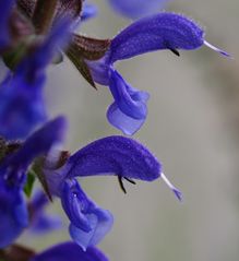 Wiesensalbei