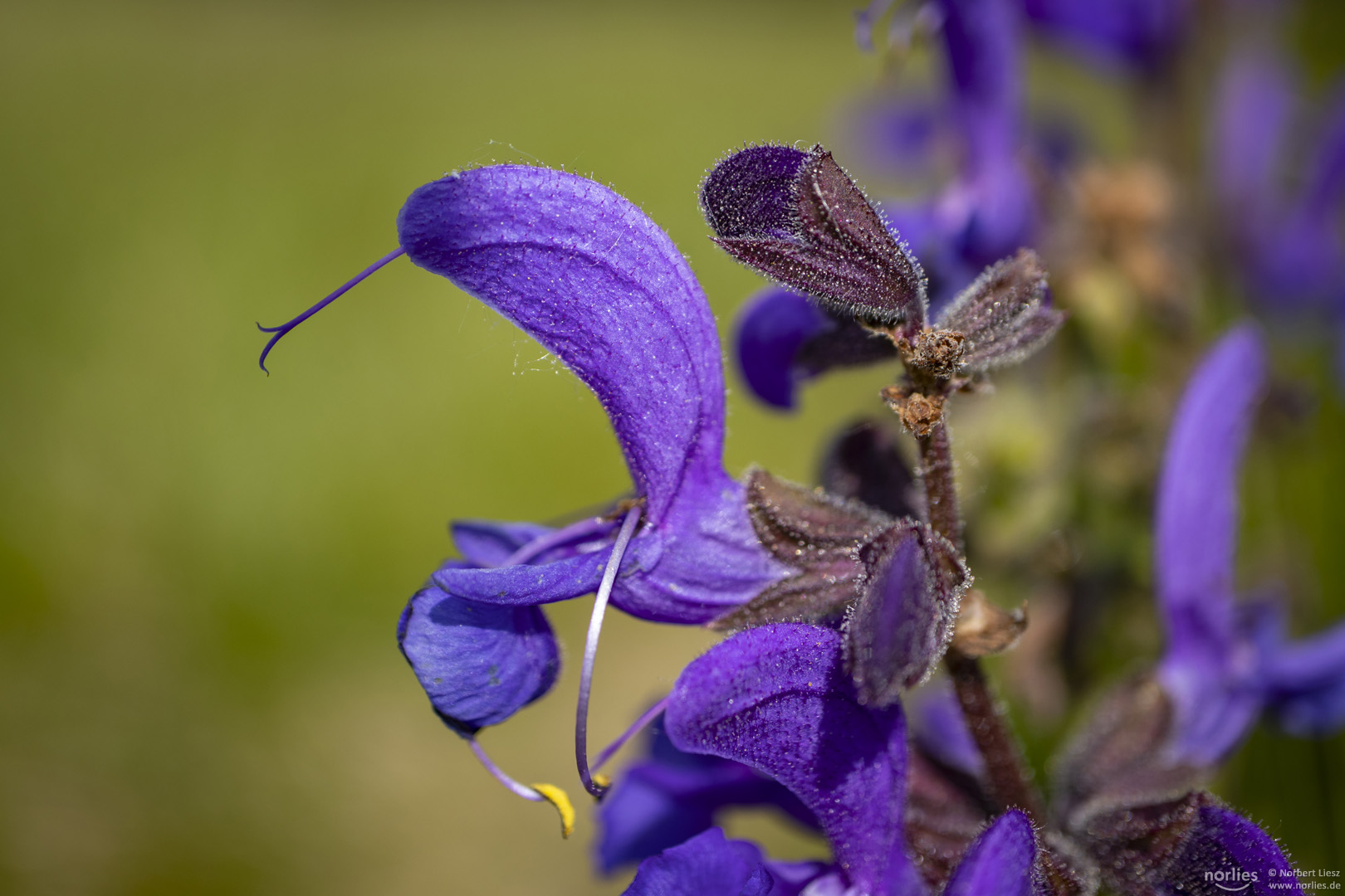 Wiesensalbei