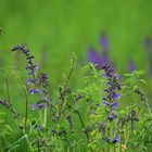 Wiesensalbei