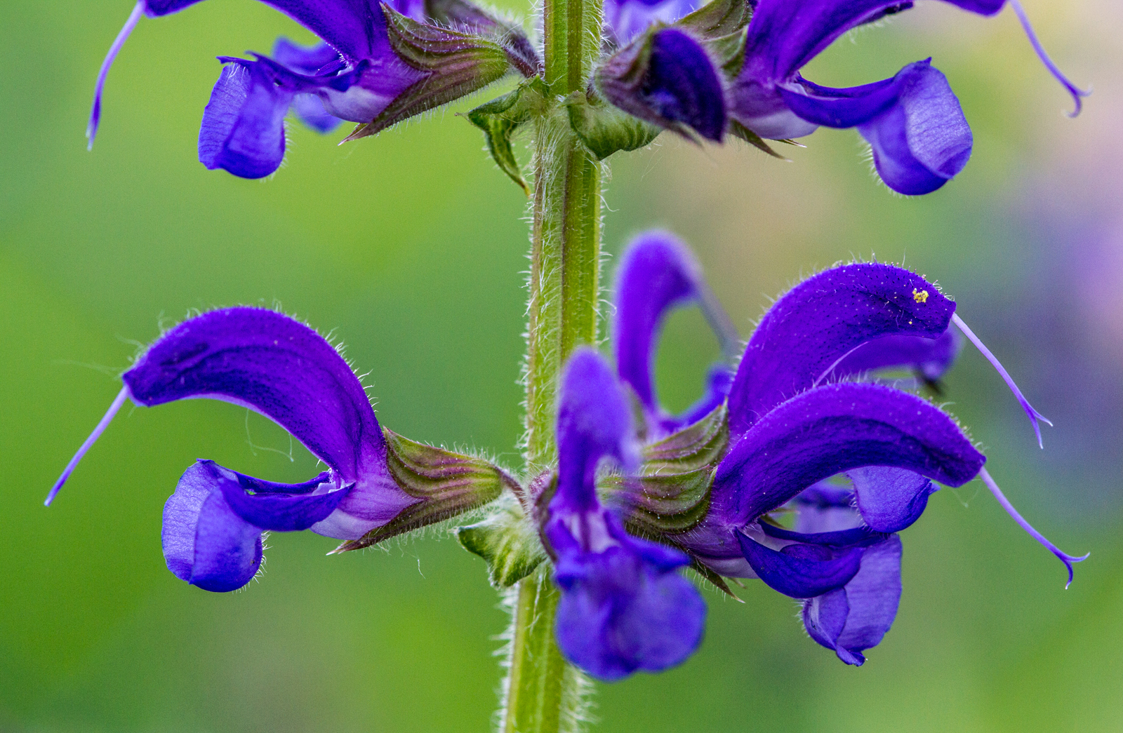 Wiesensalbei