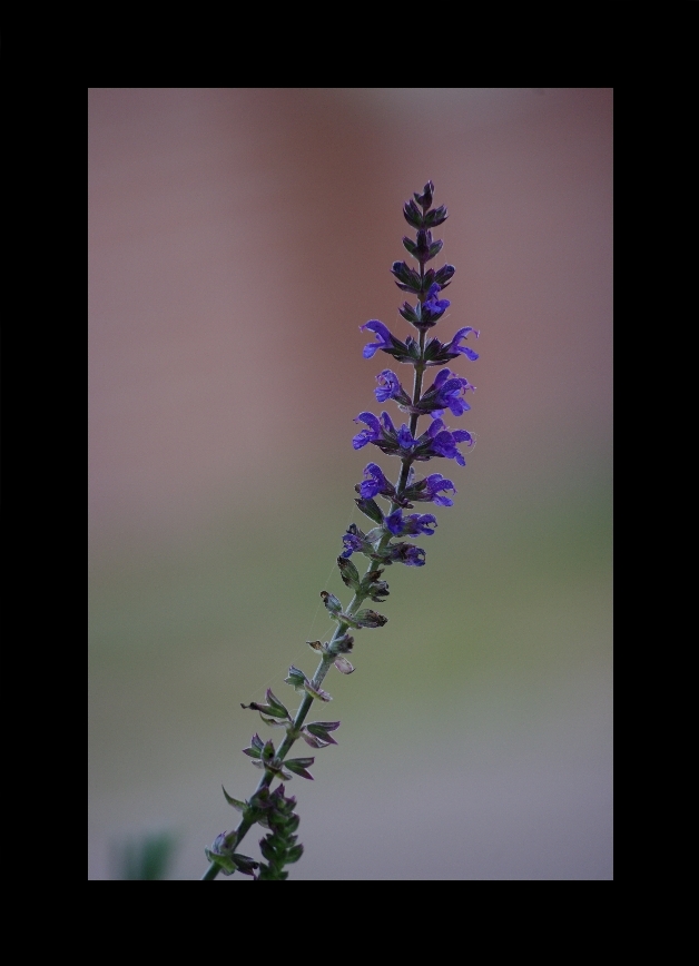 wiesensalbei