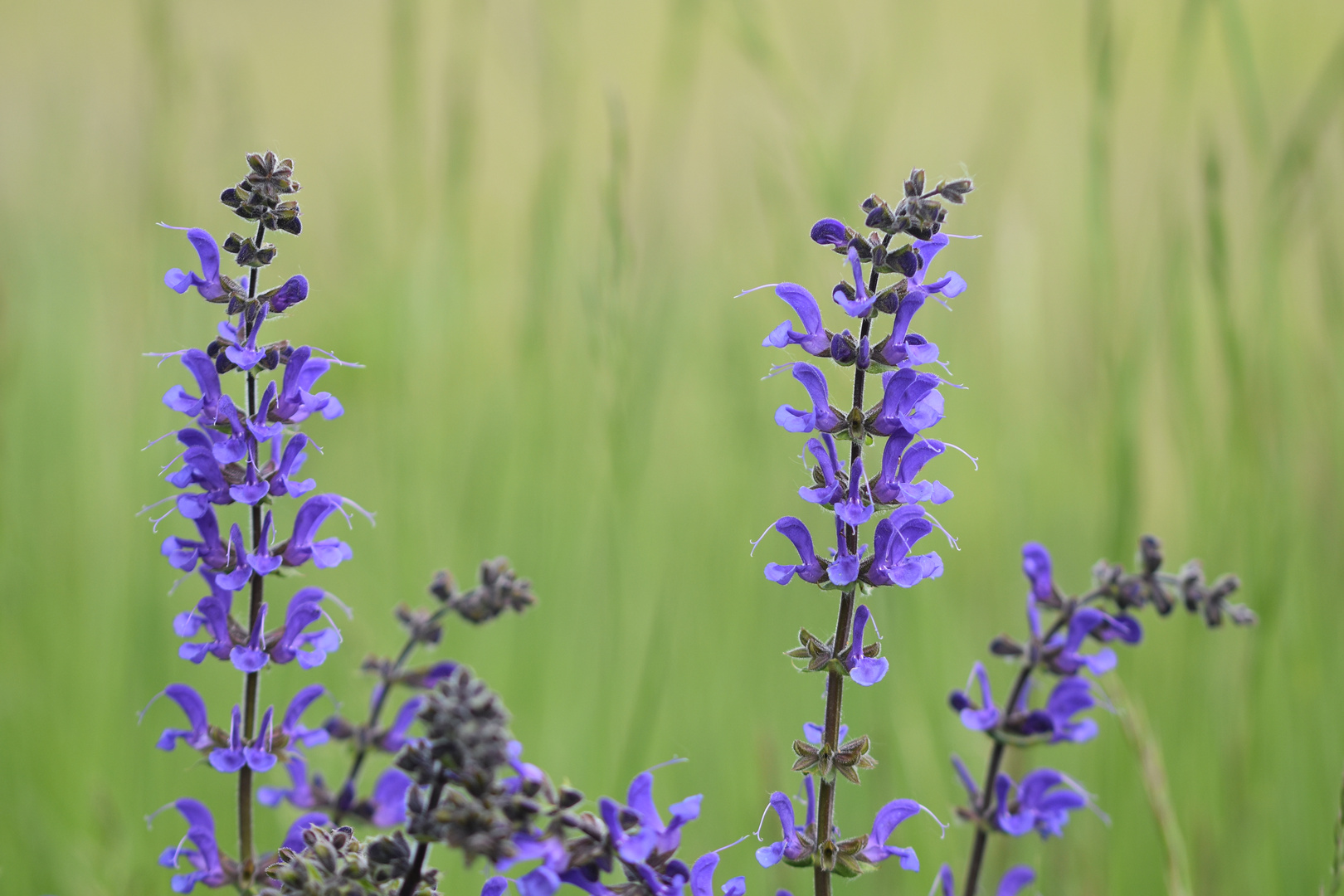 Wiesensalbei