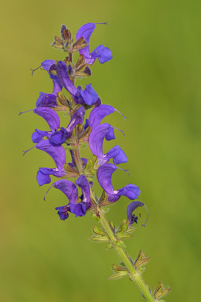 Wiesensalbei: Der mit dem schönen Lila