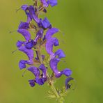 Wiesensalbei: Der mit dem schönen Lila