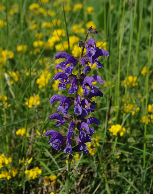 Wiesensalbei