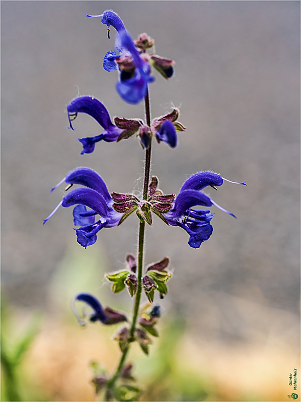 Wiesensalbei