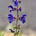 Wiesensalbei