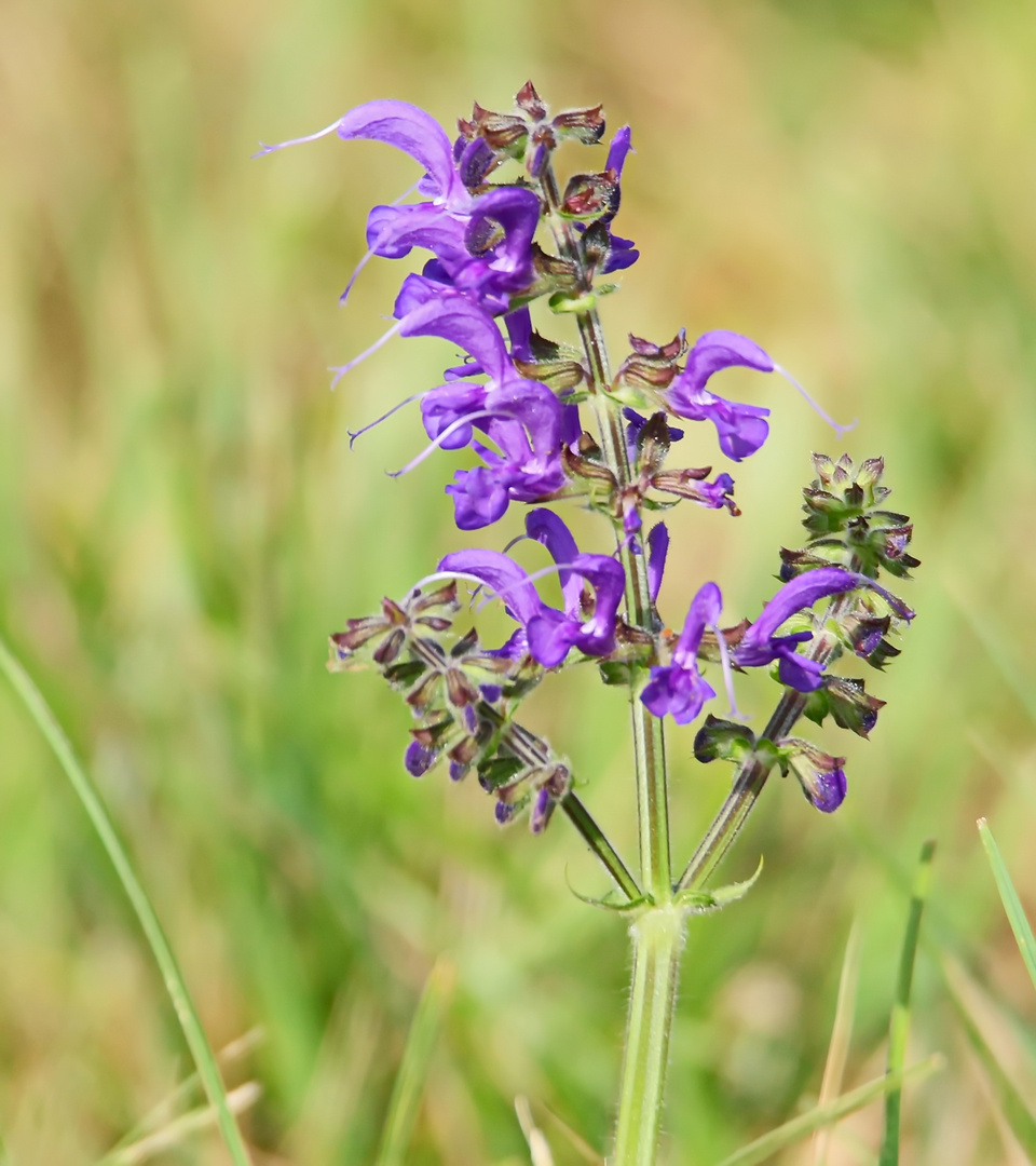 Wiesensalbei