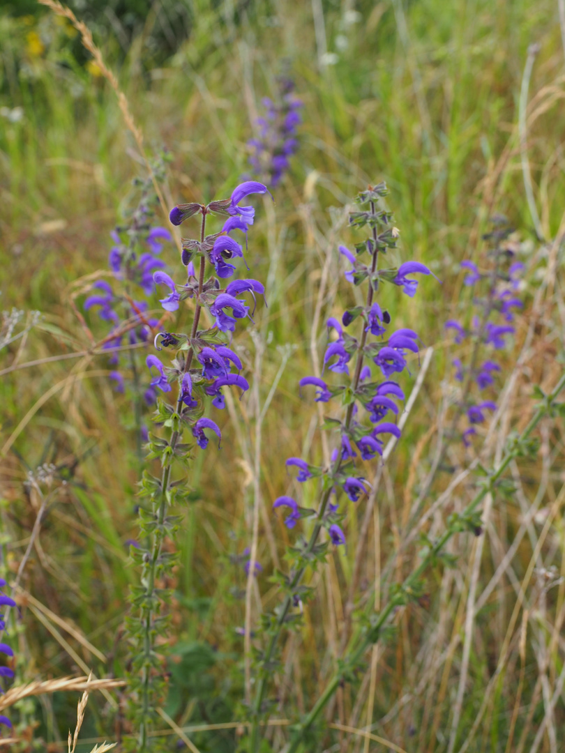 Wiesensalbei