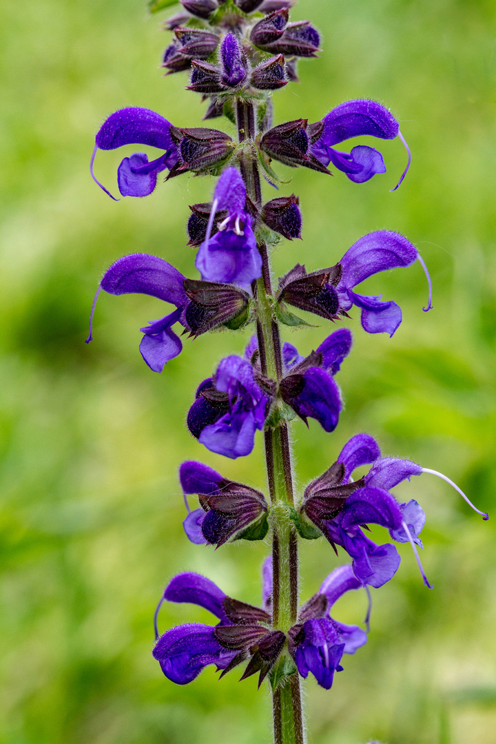 Wiesensalbei