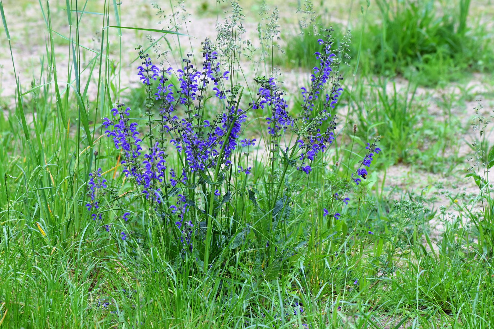 Wiesensalbei .......