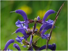 Wiesensalbei