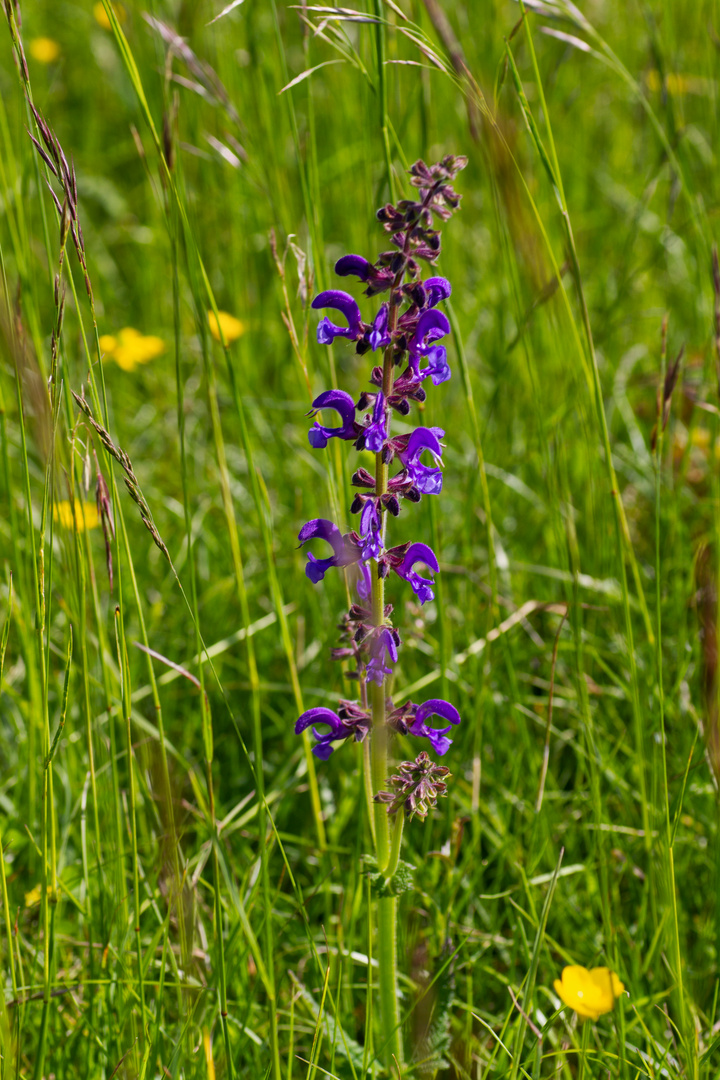 Wiesensalbei II