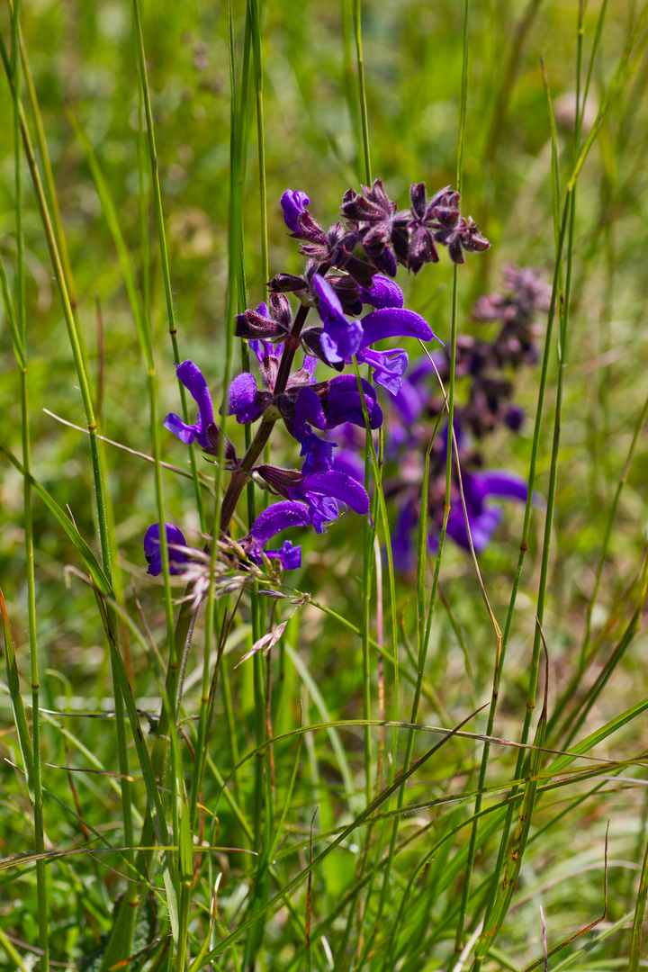 Wiesensalbei III