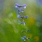 Wiesensalbei im Gegenlicht